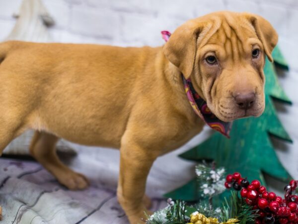 Mini Walrus-DOG-Female-Fawn-15767-Petland Wichita, Kansas