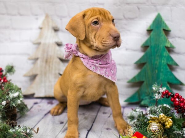 Mini Walrus DOG Female Fawn 15766 Petland Wichita, Kansas