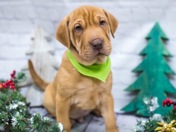 Mini Walrus DOG Male Fawn 15765 Petland Wichita, Kansas