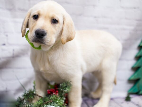 English Labrador Retriever-DOG-Female-Yellow-15764-Petland Wichita, Kansas