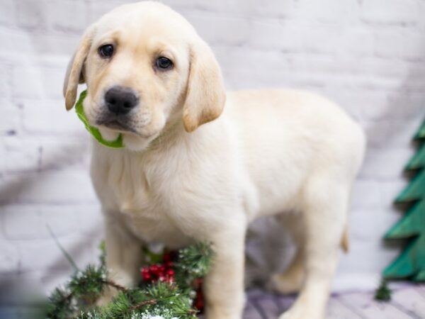 English Labrador Retriever DOG Female Yellow 15764 Petland Wichita, Kansas