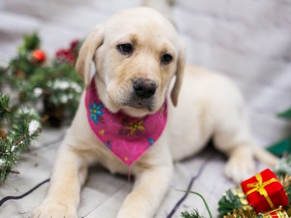 English Labrador Retriever DOG Female Yellow 15763 Petland Wichita, Kansas