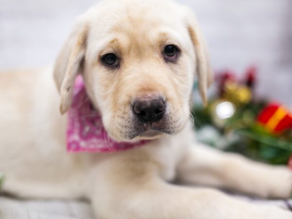 English Labrador Retriever DOG Male Yellow 15762 Petland Wichita, Kansas