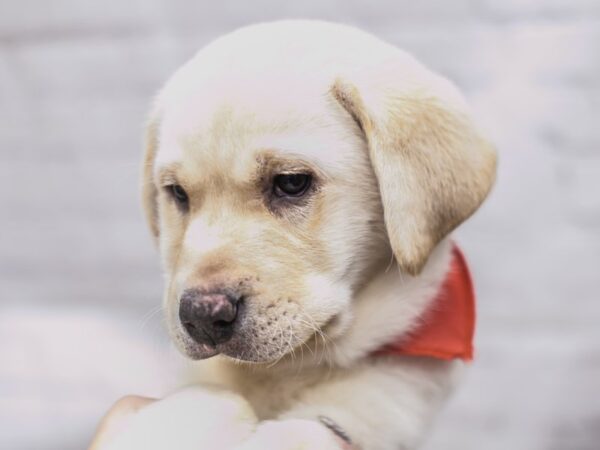 English Labrador Retriever-DOG-Male-Yellow-15761-Petland Wichita, Kansas