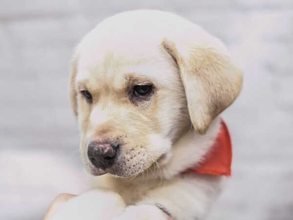 English Labrador Retriever DOG Male Yellow 15761 Petland Wichita, Kansas