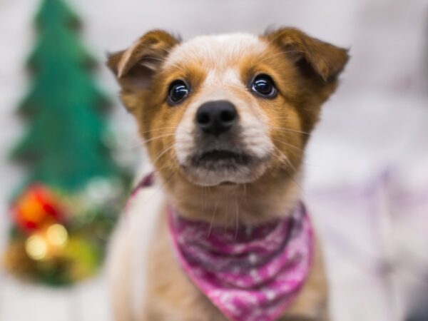 Border Heeler DOG Female Red Mottled 15760 Petland Wichita, Kansas