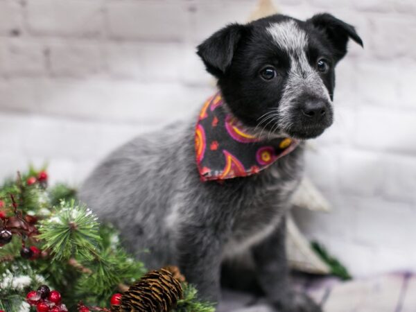 Border Heeler DOG Female Red Mottled 15759 Petland Wichita, Kansas