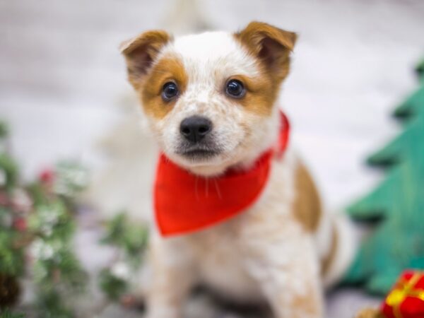 Border Heeler-DOG-Male-Red Mottled-15758-Petland Wichita, Kansas