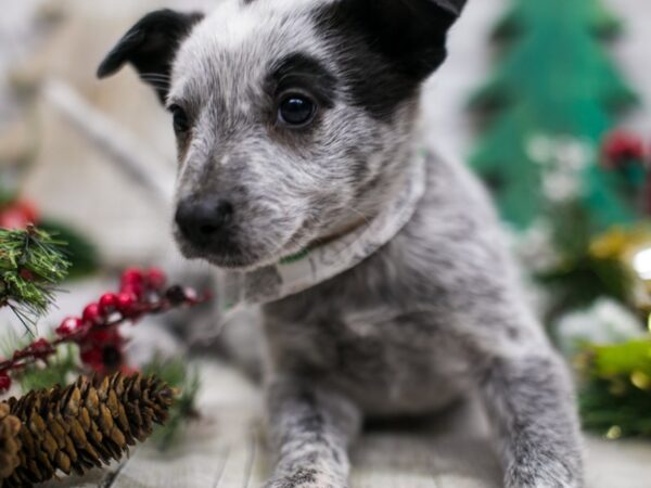 Border Heeler-DOG-Male-Blue Mottled-15756-Petland Wichita, Kansas