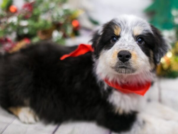 Texas Heeler DOG Male Black w/ White & Tan Markings 15755 Petland Wichita, Kansas