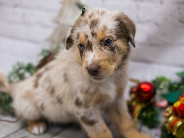 Miniature Australian Shepsky-DOG-Female-Red Merle w White & Tan Markings-15754-Petland Wichita, Kansas