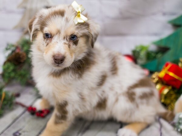 Miniature Australian Shepsky DOG Female Red Merle w White & Tan Markings 15753 Petland Wichita, Kansas