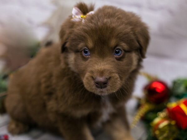 Miniature Australian Shepsky DOG Female Red w Tan Markings 15752 Petland Wichita, Kansas