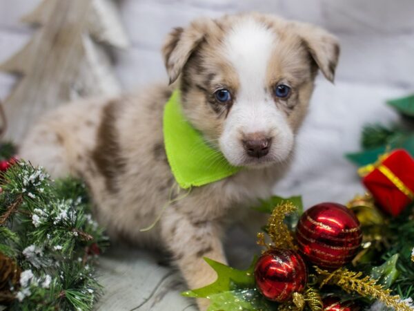 Miniature Australian Shepsky DOG Male Red Merle w/White & Tan 15750 Petland Wichita, Kansas