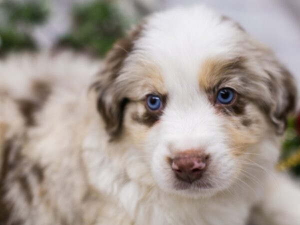 Miniature Australian Shepsky DOG Male Red Merle w/White & Tan 15749 Petland Wichita, Kansas