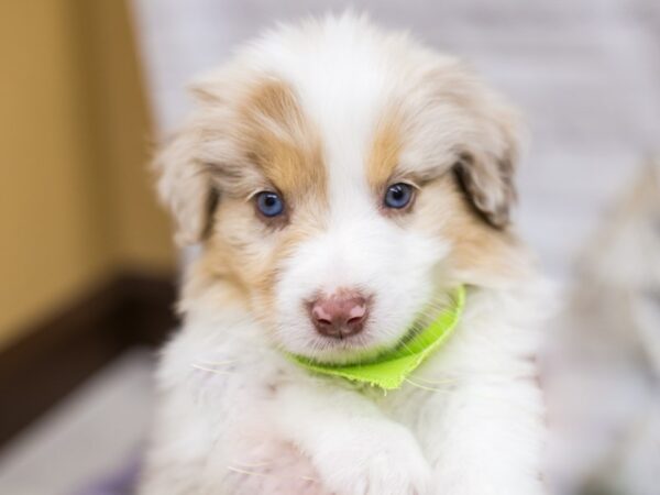 Miniature Australian Shepsky DOG Male Red Merle w/White & Tan 15748 Petland Wichita, Kansas