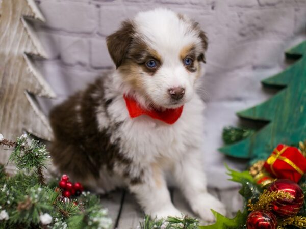 Miniature Australian Shepsky-DOG-Male-Red Merle w/White & Tan-15747-Petland Wichita, Kansas