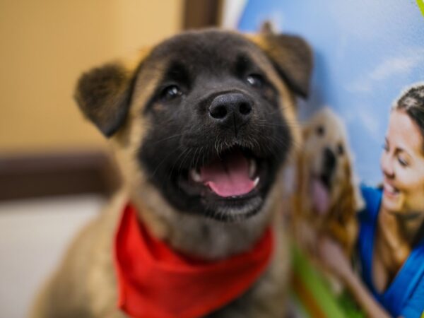 Akita DOG Male Brown & White 15746 Petland Wichita, Kansas