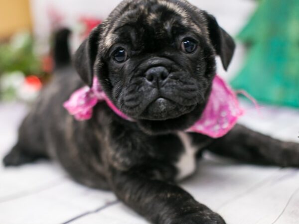 Mini Bulldog DOG Female Brindle 15768 Petland Wichita, Kansas