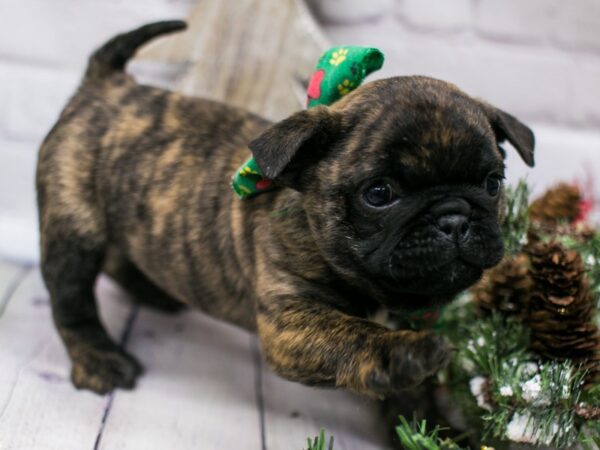 Mini Bulldog DOG Male Brindle 15769 Petland Wichita, Kansas