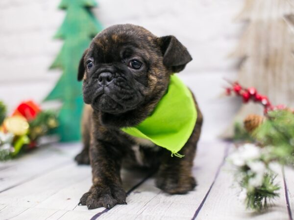 Mini Bulldog-DOG-Male-Brindle-15770-Petland Wichita, Kansas