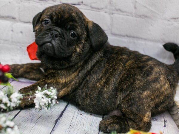 Mini Bulldog DOG Male Brindle 15771 Petland Wichita, Kansas