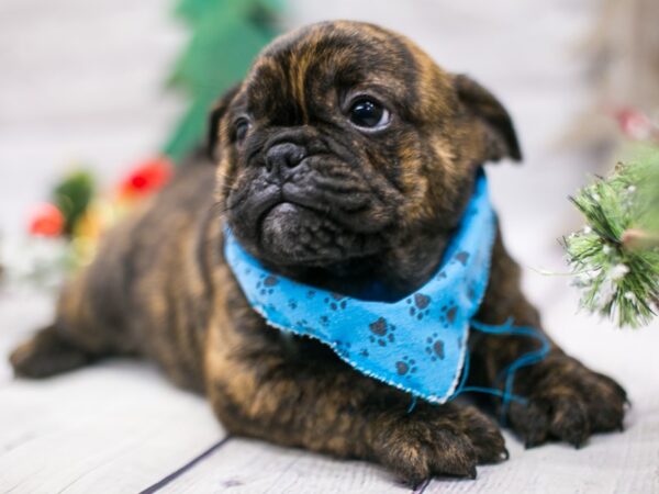 Mini Bulldog DOG Male Brindle 15772 Petland Wichita, Kansas