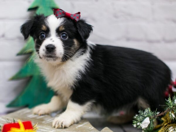 Miniature Australian Shepherd-DOG-Female-Black Tri-15790-Petland Wichita, Kansas