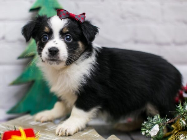 Miniature Australian Shepherd DOG Female Black Tri 15790 Petland Wichita, Kansas