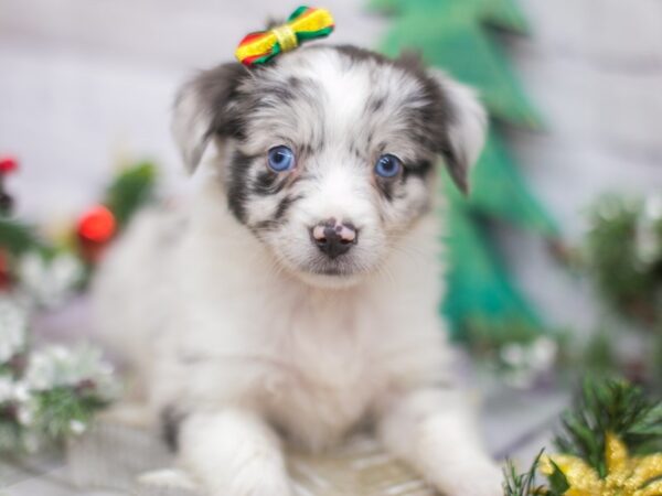 Miniature Australian Shepherd-DOG-Female-Blue Merle-15789-Petland Wichita, Kansas