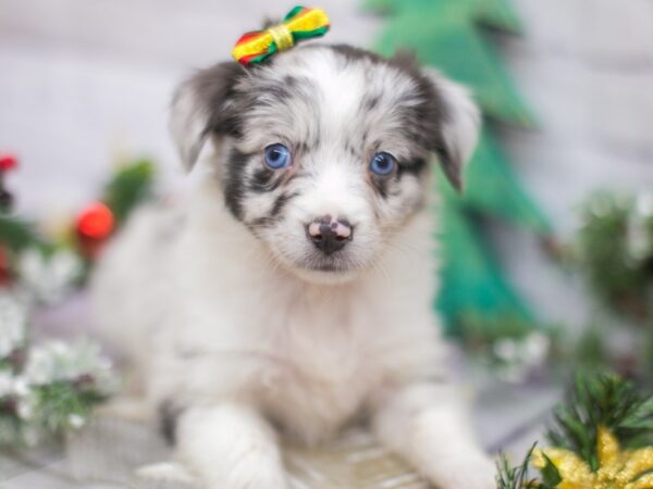 Miniature Australian Shepherd DOG Female Blue Merle 15789 Petland Wichita, Kansas