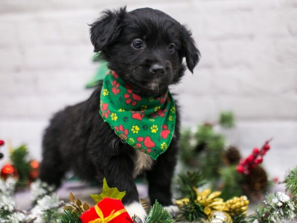 Miniature Australian Shepherd DOG Male Black & White 15788 Petland Wichita, Kansas