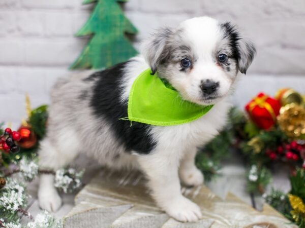 Miniature Australian Shepherd DOG Male Blue Merle 15786 Petland Wichita, Kansas