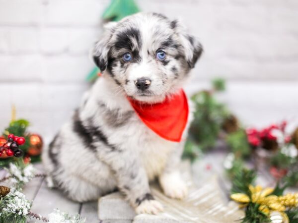 Miniature Australian Shepherd DOG Male Blue Merle 15785 Petland Wichita, Kansas