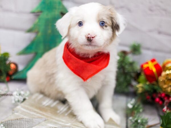 Miniature Australian Shepherd DOG Male Red Merle 15784 Petland Wichita, Kansas