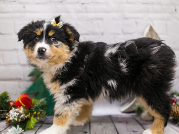 Miniature Australian Shepherd DOG Female Blue Merle 15782 Petland Wichita, Kansas