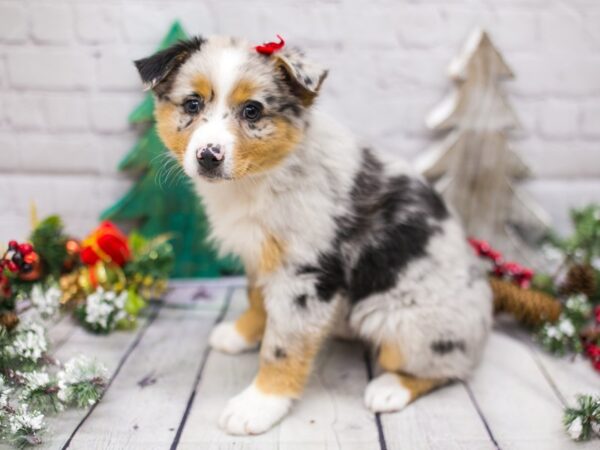 Miniature Australian Shepherd DOG Female Blue Merle 15781 Petland Wichita, Kansas