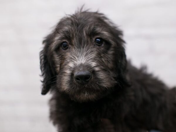 Mini Labradoodle DOG Female Black 15780 Petland Wichita, Kansas