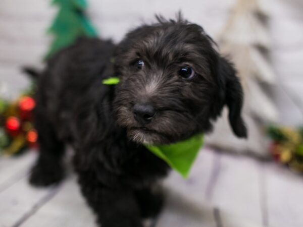 Mini Labradoodle-DOG-Male-Black-15779-Petland Wichita, Kansas