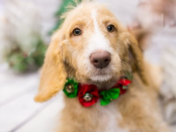 2nd Generation Goldendoodle-DOG-Female-Gold & White-15778-Petland Wichita, Kansas