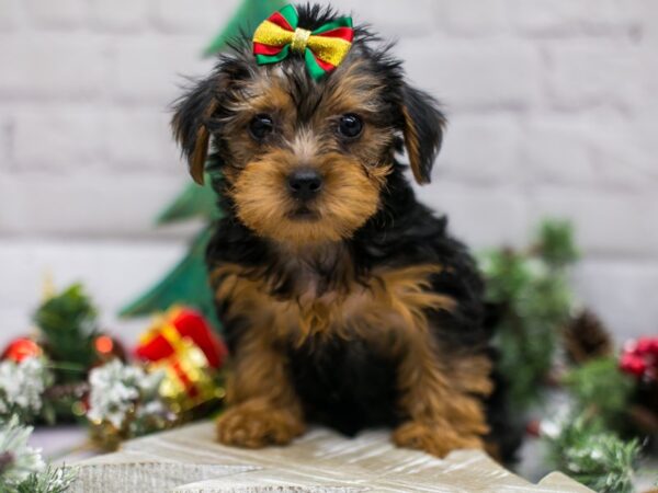 Toy YorkiePoo DOG Female Black & Rust 15777 Petland Wichita, Kansas