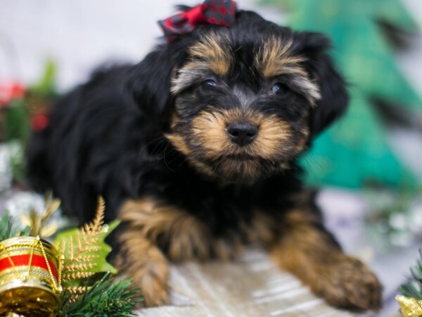 Toy YorkiePoo-DOG-Female-Black & Tan-15776-Petland Wichita, Kansas