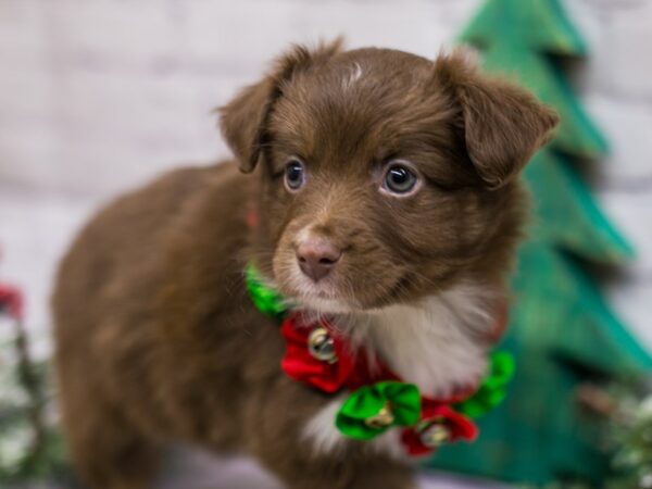 Miniature Australian Shepherd DOG Female Red Tri 15787 Petland Wichita, Kansas