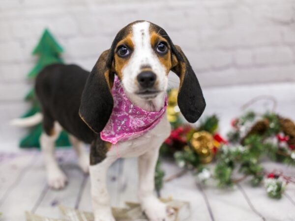 Treeing Walker Coonhound-DOG-Female-Black Tri-15774-Petland Wichita, Kansas