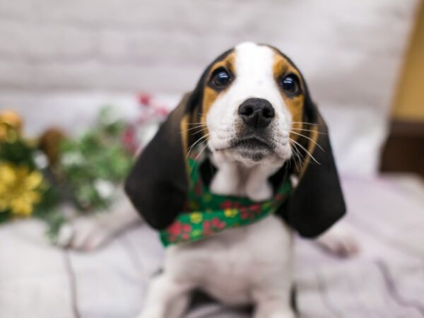 Treeing Walker Coonhound DOG Male Black Tri 15773 Petland Wichita, Kansas