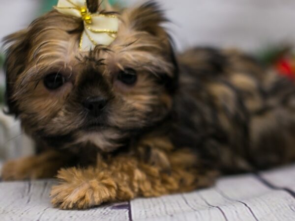 Shorkie-DOG-Female-Red Sable-15815-Petland Wichita, Kansas