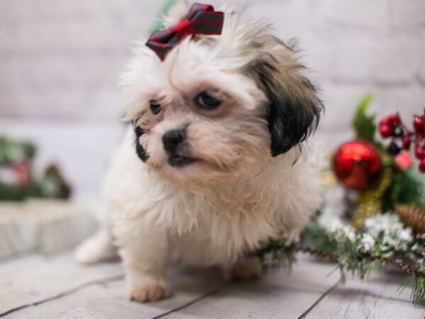 Toy ShihPoo DOG Female White & Gold 15813 Petland Wichita, Kansas