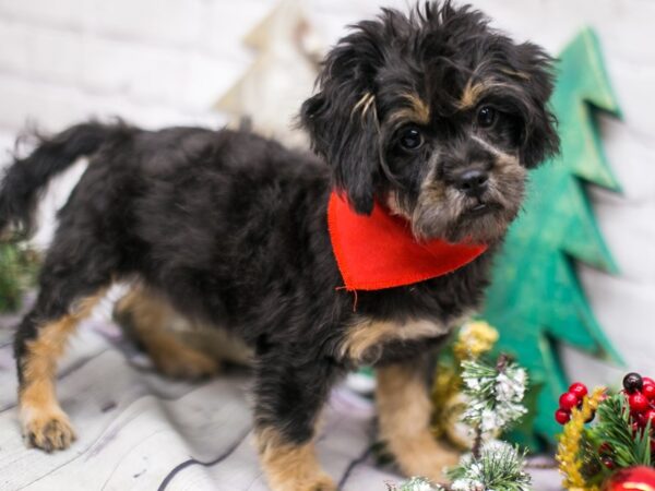 Peke Poo DOG Male Black & Tan Phantom 15812 Petland Wichita, Kansas