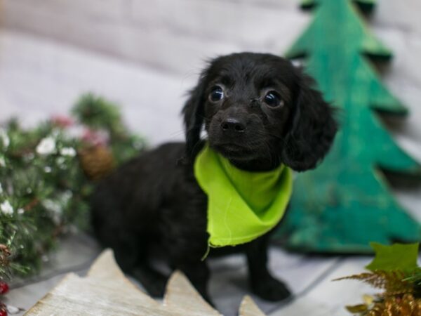 Miniature Dachshund DOG Male Black Long Haired 15810 Petland Wichita, Kansas