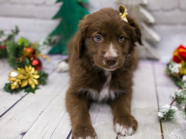 Texas Heeler-DOG-Female-Chocolate w/ Blue eyes-15809-Petland Wichita, Kansas